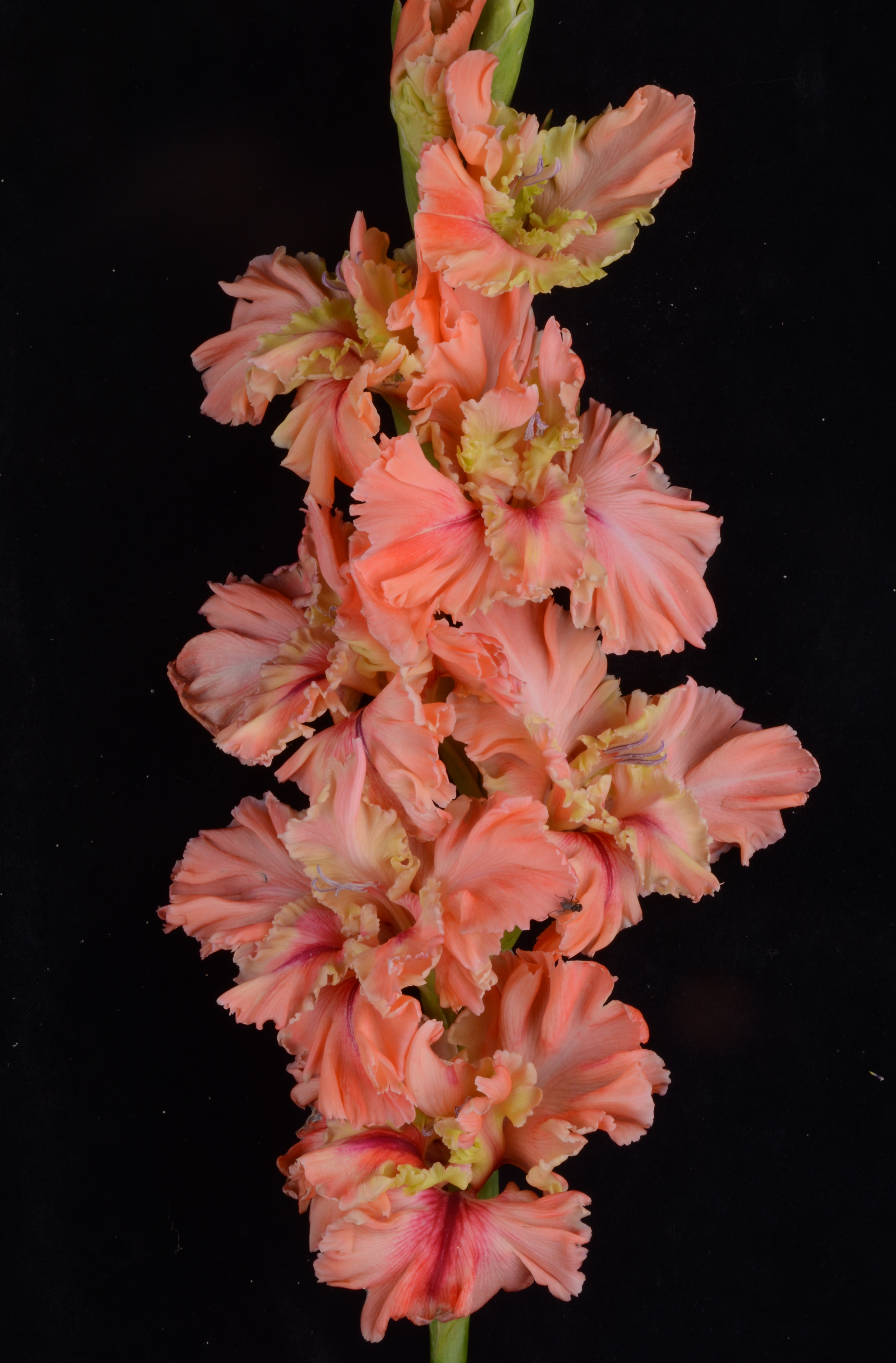 Гладиолус крупноцветковый Пируэт